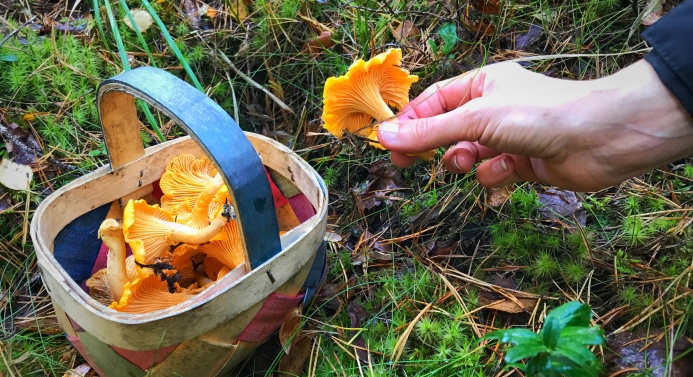 Lähikuva sienikorista metsässä. Ihmisen käsi pitelee sientä korin vieressä.