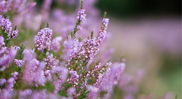 Lähikuva violeteista kanervista.